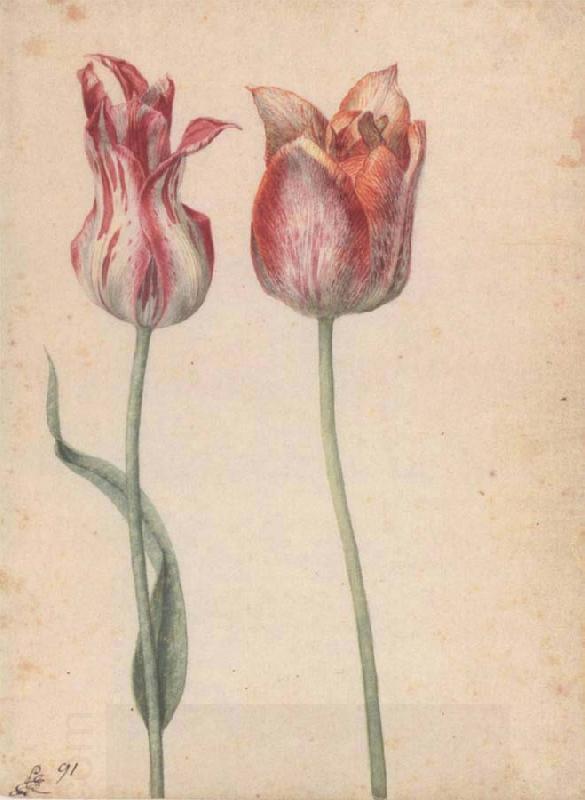 Georg Flegel Two Tulips China oil painting art